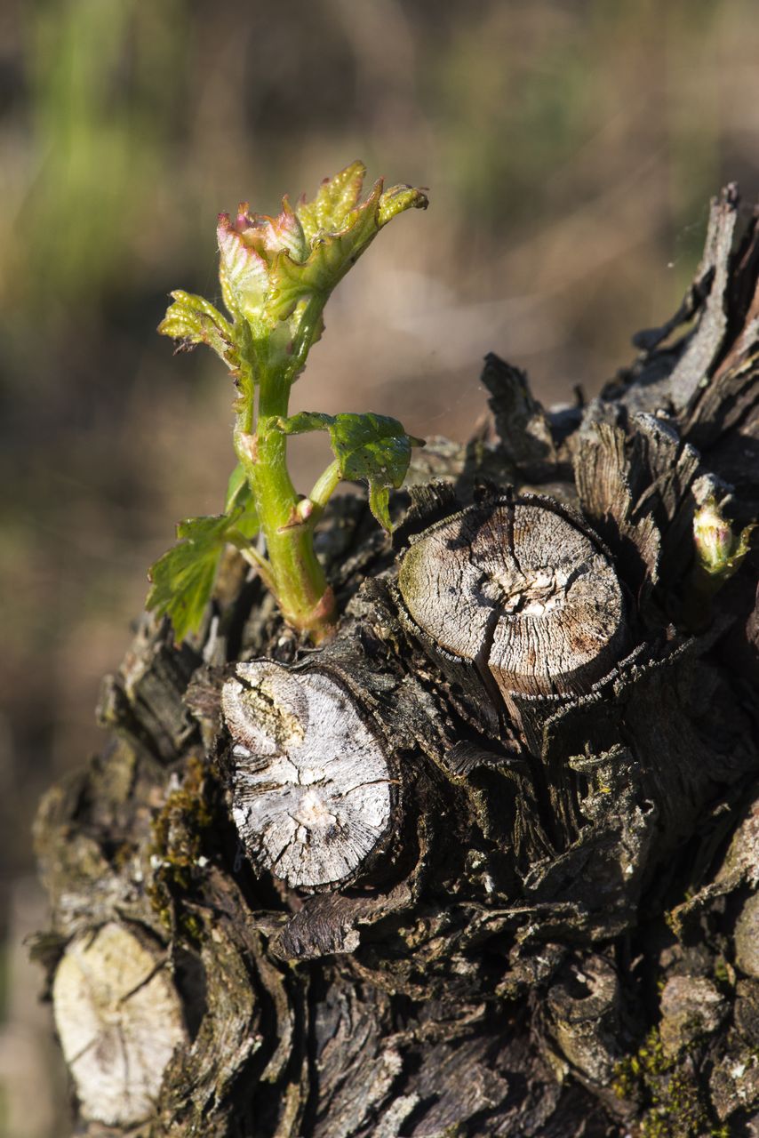 Vignoble Macro 4-Feuilles sorties 1046